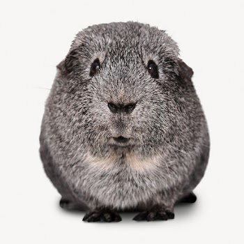 Guinea pig isolated on white, | Free PSD - rawpixel