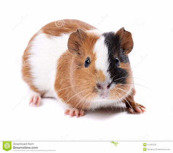 Guinea Pig On A White Background Stock Image - Image of biting ...