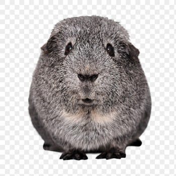 Guinea pig png clipart, transparent | Free PNG - rawpixel