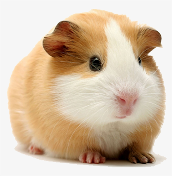 Guinea Pig Png Jpg - Guinea Pig Png Transparent PNG - 1000x800 ...