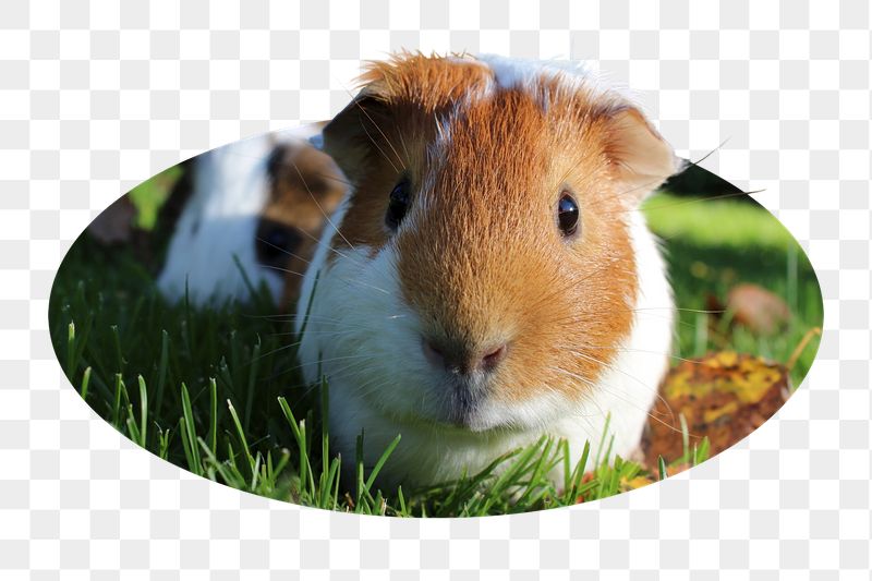 Guinea pig png sticker, cute | Free PNG - rawpixel