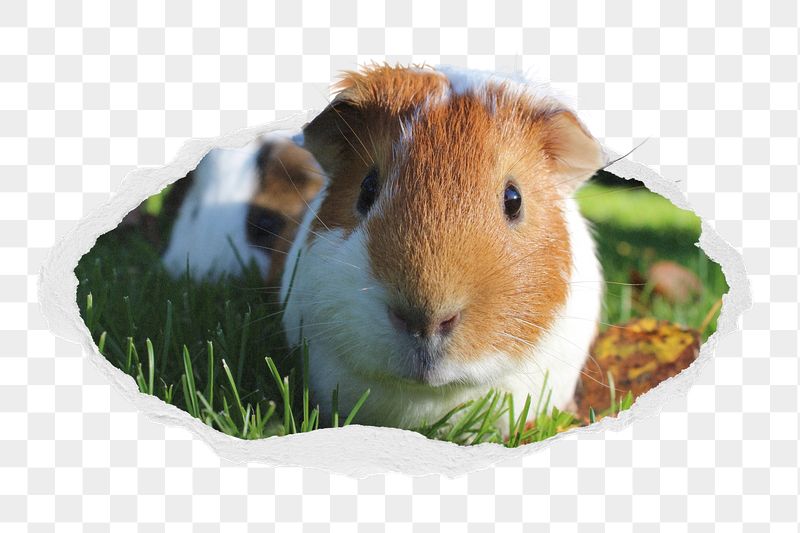 Guinea pig png sticker, cute | Free PNG - rawpixel