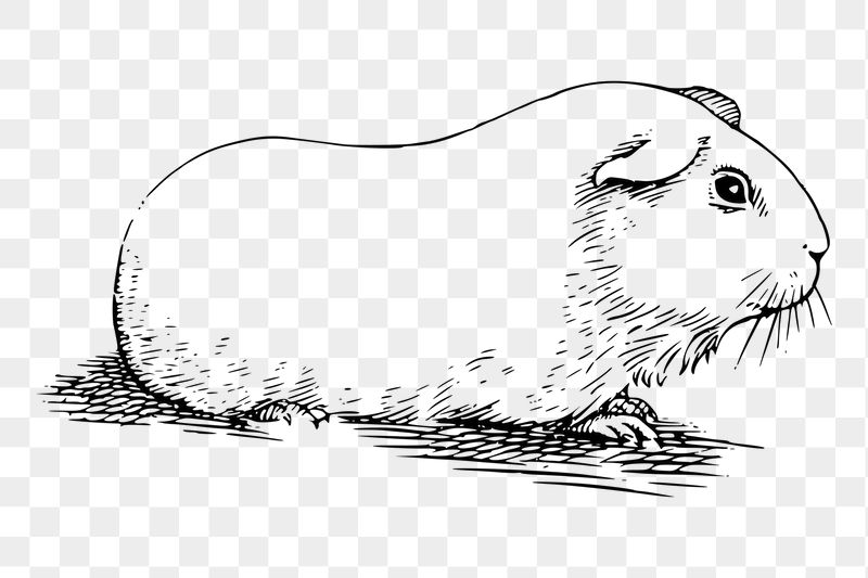 Guinea pig png sticker illustration, | Free PNG - rawpixel