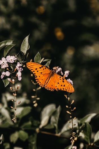Gulf Fritillary Butterfly Perched On Flower