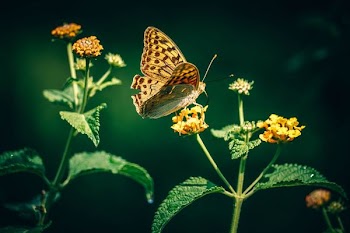 gulf fritillary butterfly perched on orange flower