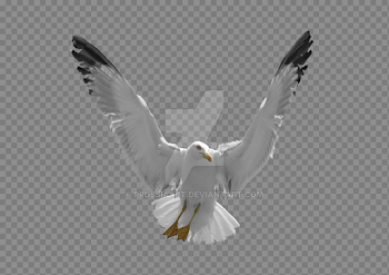 Gull PNG Image with Transparent Background