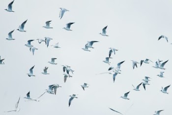 Gulls