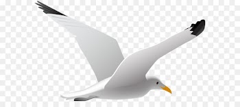Gulls Bird Clip art - Seagull PNG Clip Art Image 