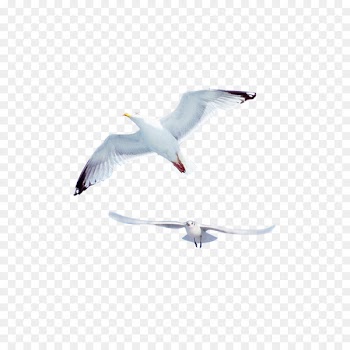 Gulls Bird Common gull - Creative flying seagull 