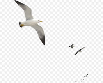 Gulls Bird Duck Goose Octopus - Seagull 