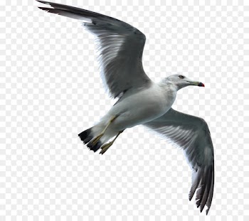 Gulls Bird flight Bird flight Sky - Seagull Swallow 