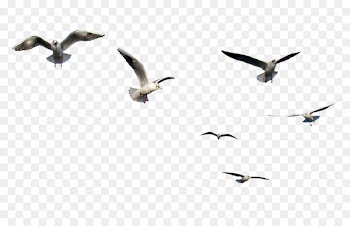 Gulls Bird Flight Clip art - flying birds 