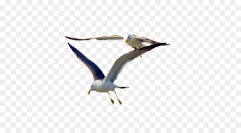 Gulls Bird Flight Great black-backed gull - Two seagulls 