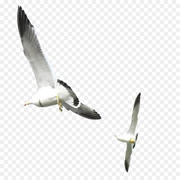 Gulls Bird - Flying seagull 