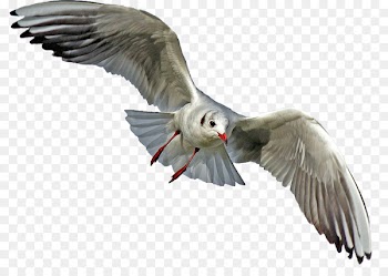 Gulls Bird Portable Network Graphics Clip art Image - bird 