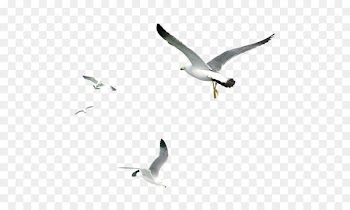 Gulls Bird - Seagull 