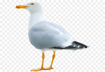 Gulls Clip art - Seagull PNG Clipart Image 