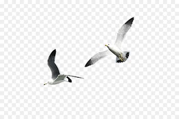 Gulls Portable Network Graphics Image Clip art Download - gulls 