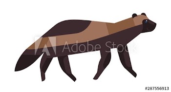Gulo gulo flat vector illustration
