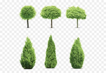 Gum trees Cupressus - Pine trees garden 