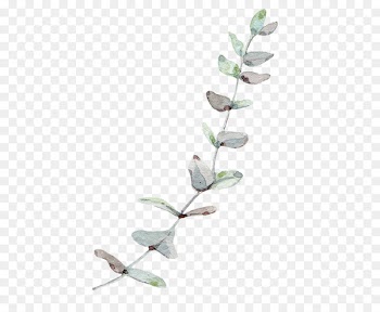 Gum trees Leaf - Nordic wind Eucalyptus leaves 