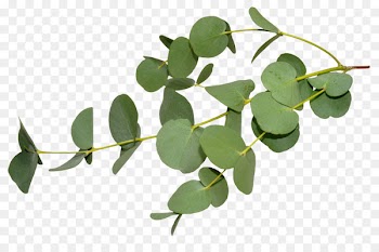 Gum trees Stock photography Eucalyptus oil Leaf Eucalyptus dives - eucalyptus 