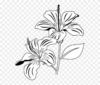 Gumamela Flower Clipart Black And White - Gumamela Clip Art Black And White