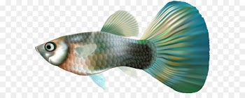 Guppy Fish Clip art - Female Guppy Fish PNG Clip Art 