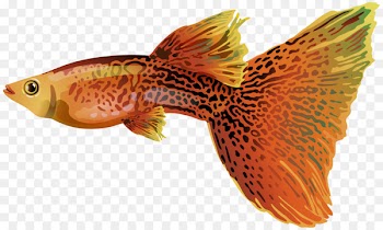Guppy Fish Clip art - goldfish 