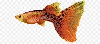 Guppy Fish Clip art - Guppy PNG Free Clip Art Image 