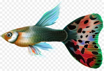 Guppy Fish Desktop Wallpaper Clip art - lovely fish 