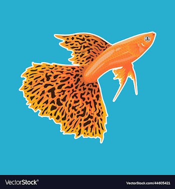guppy fish orange color art