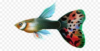 Guppy Fishing Clip art - Male Guppy Fish PNG Clip Art 