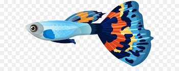 Guppy Goldfish Sailfin molly Clip art - Male Guppy Fish PNG Clip Art Image 