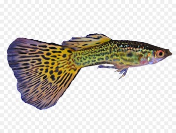 Guppy Poecilia wingei Green swordtail Poecilia vetiprovidentiae Fish - Aquarium 
