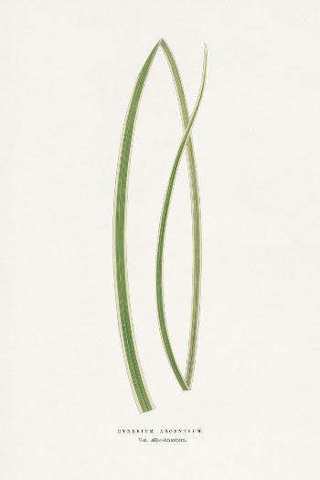 Gynerium Argenteum leaf illustration from Les | Free Photo Illustration - rawpixel