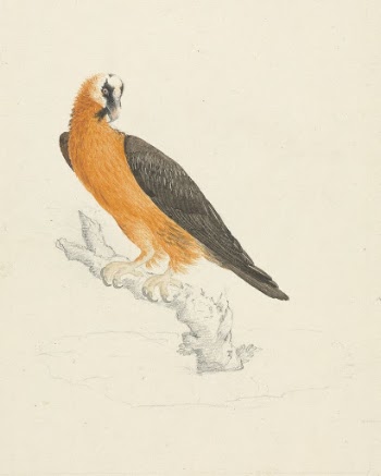 Gypaetus barbatus (Bearded Vulture) | Free Photo - rawpixel