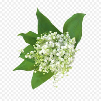 Gypsophila paniculata Flower bouquet Floral design - Baby's breath flowers 