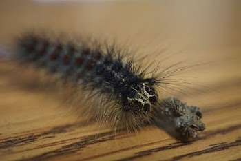 Gypsy Moth Caterpillar. Free public | Free Photo - rawpixel