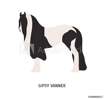 Gypsy vanner flat vector illustration