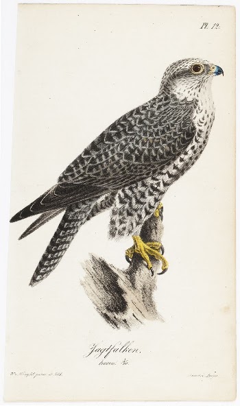 Gyrfalcon, female, illustration for tidskrift | Free Photo - rawpixel