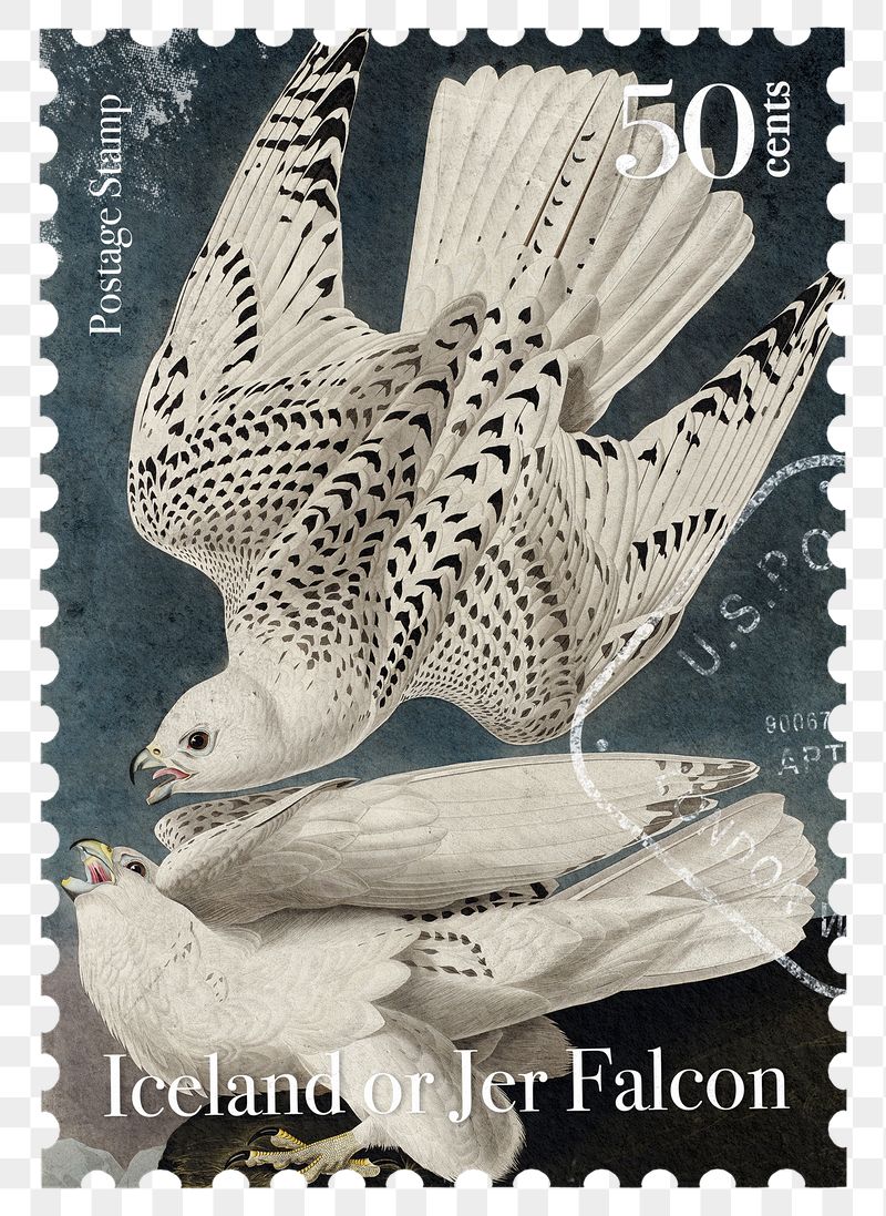 Gyrfalcon png post stamp, ephemera | Free PNG - rawpixel