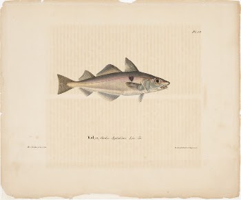 Haddock, 1836 - 1857, Wilhelm | Free Photo - rawpixel
