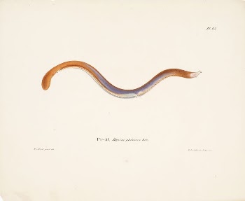 Hagfish, 1836 - 1857, Wilhelm | Free Photo - rawpixel
