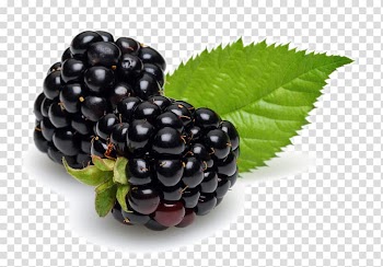 Hair coloring Shampoo Black hair, Fresh blueberry fruit transparent background PNG clipart