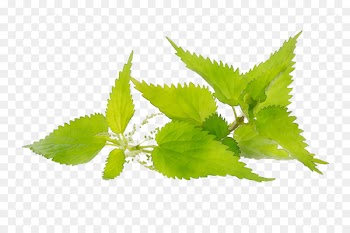 Hair Pustule Nettles Herbalism -  