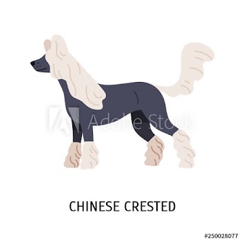 Hairless Chinese crested dog