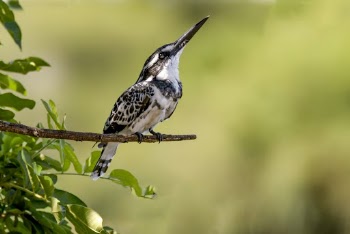 Hairy Woodpecker