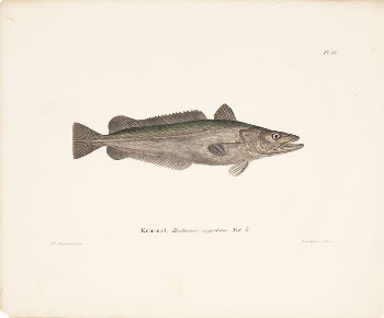 Hake, 1836 - 1857, Wilhelm | Free Photo - rawpixel