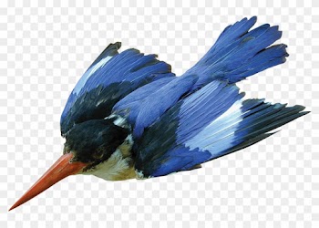 Halcyon Cloud - Kingfisher